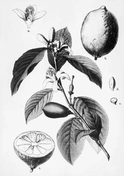 Framed Print : Botanical Drawings Of Lemons, Fruits Framed Print : Botanical Drawings Of Lemons, Fruits