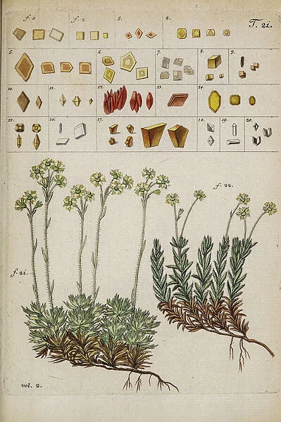 Botanical illustration by Jacquin 1778