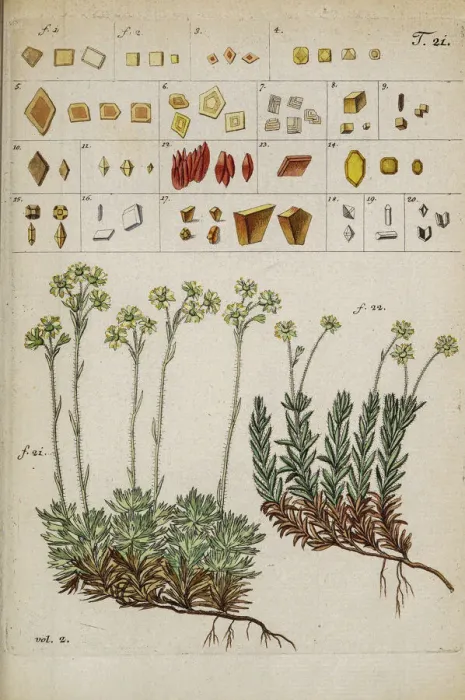 Framed Print : Botanical illustration by Jacquin 1778 Framed Print : Botanical illustration by Jacquin 1778