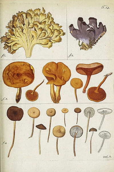 Botanical illustration by Jacquin 1781