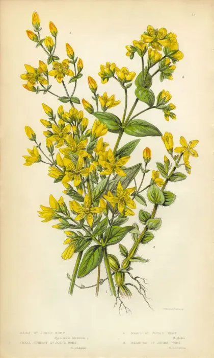 Framed Print : Botanical Illustration of St. Johns Wort Victorian Framed Print : Botanical Illustration of St. Johns Wort Victorian