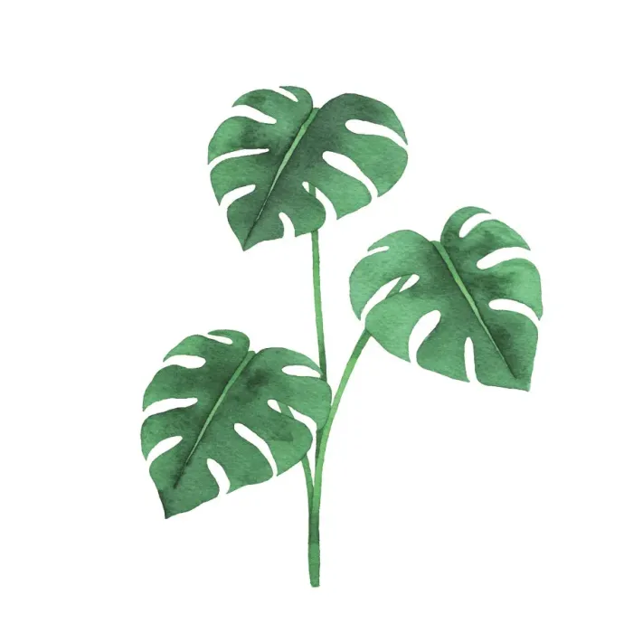 Framed Print : Print. Botanical Illustrations Framed Print : Print. Botanical Illustrations