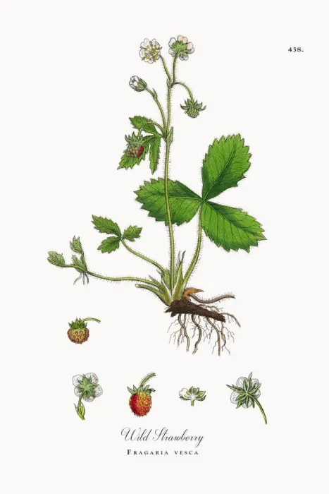 Framed Print : Botanical Illustrations Framed Print : Botanical Illustrations