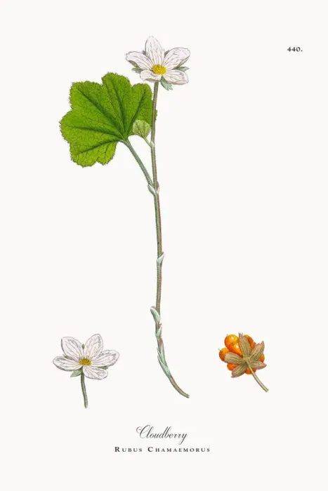 Framed Print : Botanical Illustrations