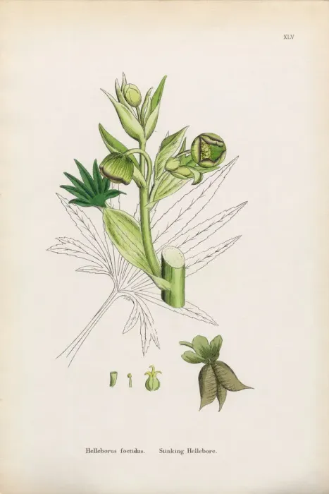 Framed Print : Botanical Illustrations Framed Print : Botanical Illustrations
