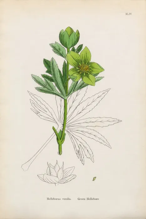 Framed Print : Botanical Illustrations Framed Print : Botanical Illustrations