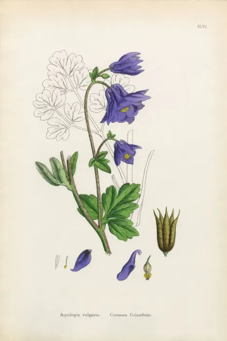 Framed Print : Botanical Illustrations Framed Print : Botanical Illustrations