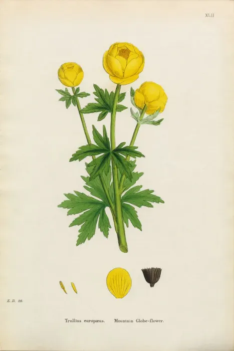 Framed Print : Botanical Illustrations Framed Print : Botanical Illustrations