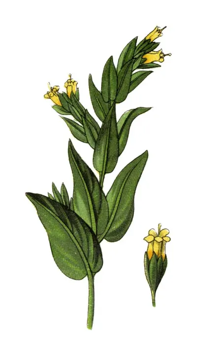 Framed Print : Botanical Illustrations Framed Print : Botanical Illustrations