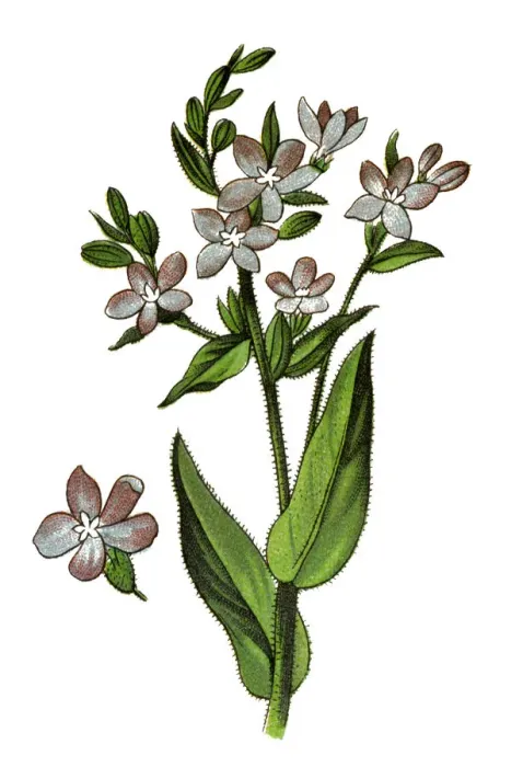 Framed Print : Botanical Illustrations Framed Print : Botanical Illustrations