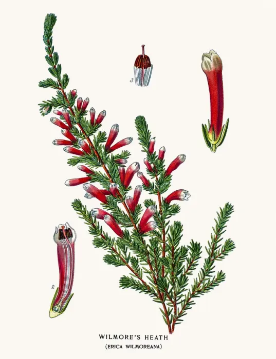 Framed Print : Botanical Illustrations Framed Print : Botanical Illustrations