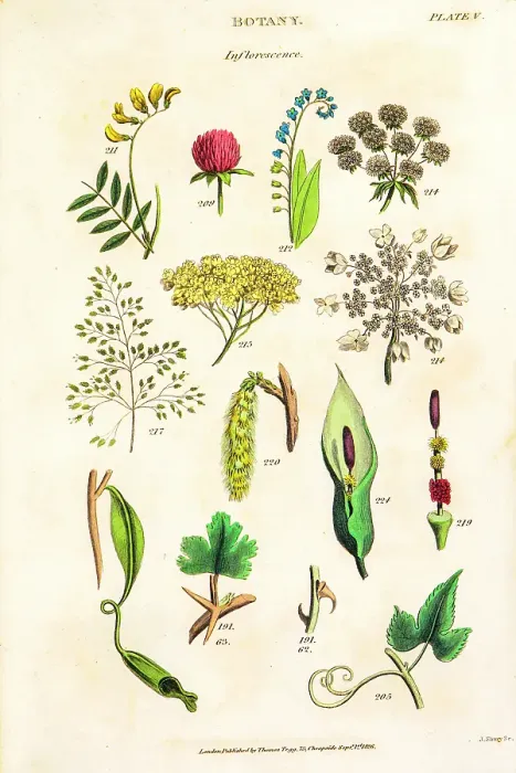 Framed Print : Botanical Linnean classification, 19th century illustration Framed Print : Botanical Linnean classification, 19th century illustration