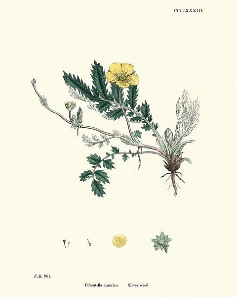 Botanical print, Argentina anserina, Potentilla anserina, silverweed