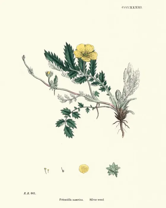 Framed Print : Botanical print, Argentina anserina, Potentilla anserina, silverweed Framed Print : Botanical print, Argentina anserina, Potentilla anserina, silverweed