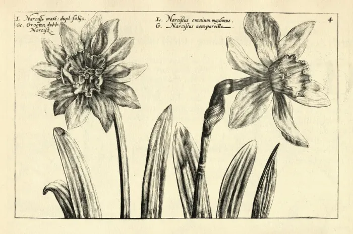 Framed Print : Botanical print of Largest Narcissusm Daffodils from Hortus Floridus by Crispin de Passe Framed Print : Botanical print of Largest Narcissusm Daffodils from Hortus Floridus by Crispin de Passe