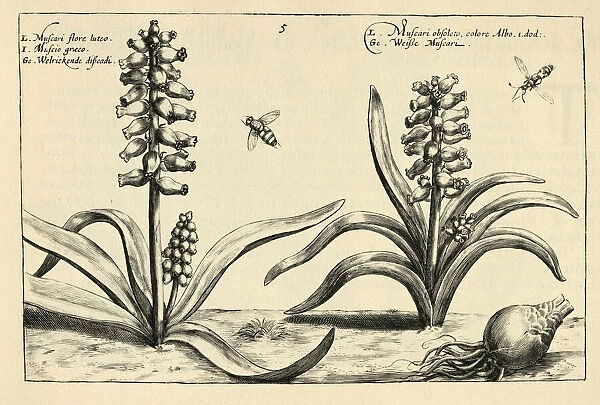 Botanical print of Muscari, grape hyacinth from Hortus Floridus by Crispin de Passe