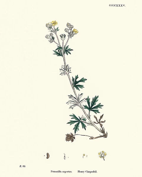 Botanical print, Potentilla argentea, Hoary cinquefoil