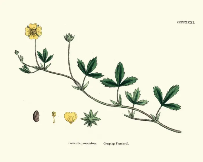 Framed Print : Botanical print, Potentilla procumbens, creeping tormentil Framed Print : Botanical print, Potentilla procumbens, creeping tormentil