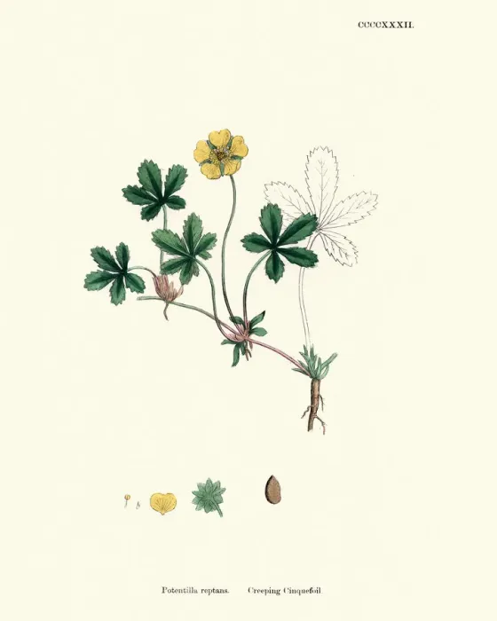 Framed Print : Botanical print, Potentilla reptans, creeping tormentil Framed Print : Botanical print, Potentilla reptans, creeping tormentil