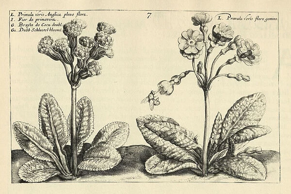 Botanical print of Primula veris, cowslip a herbaceous perennial flowering plant in the primrose family Primulaceae. from Hortus Floridus by Crispin de Passe
