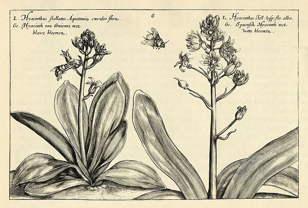 Botanical print of Stellate hyacinth of Aquitania and Stellate hyacinth of Spain from Hortus Floridus by Crispin de Passe