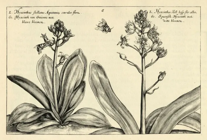Framed Print : Botanical print of Stellate hyacinth of Aquitania and Stellate hyacinth of Spain from Hortus Floridus by Crispin de Passe Framed Print : Botanical print of Stellate hyacinth of Aquitania and Stellate hyacinth of Spain from Hortus Floridus by Crispin de Passe