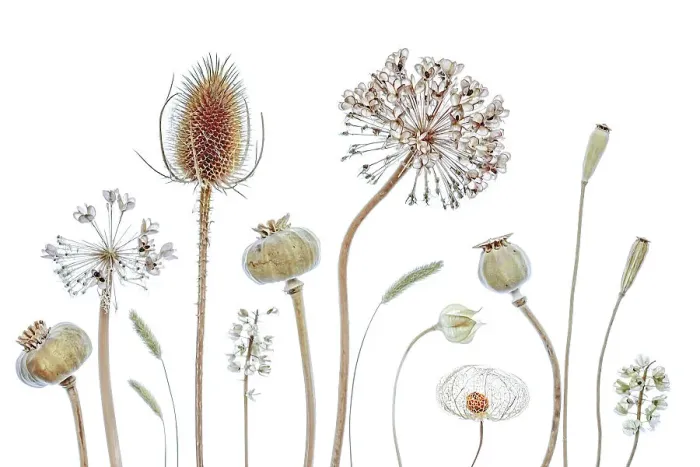 Framed Print : Botanics. Plant seedheads on white background Framed Print : Botanics. Plant seedheads on white background