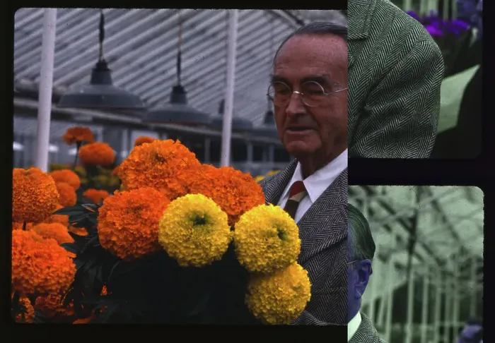 Framed Print : Botanist David Burpee Preparing Marigolds