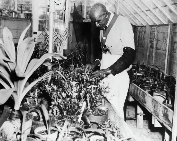 Framed Print : Botanist George Washington Carver in Arboretum Framed Print : Botanist George Washington Carver in Arboretum