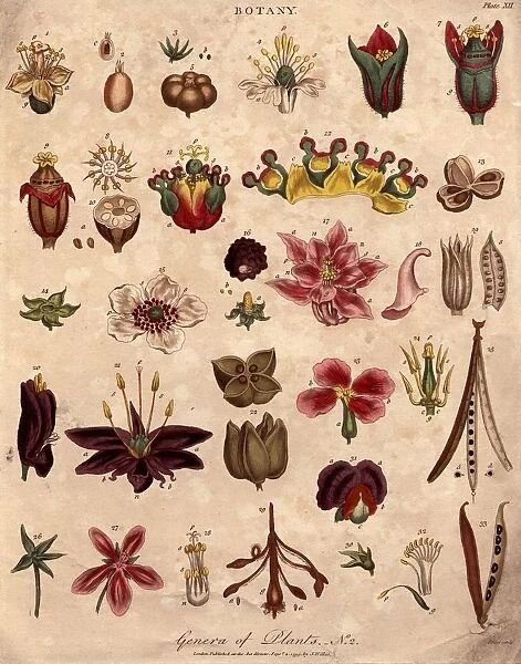 Botany. 4th September 1799: Various genera of plants