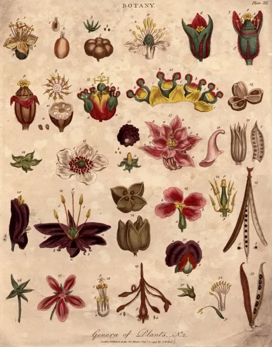 Framed Print : Botany. 4th September 1799: Various genera of plants