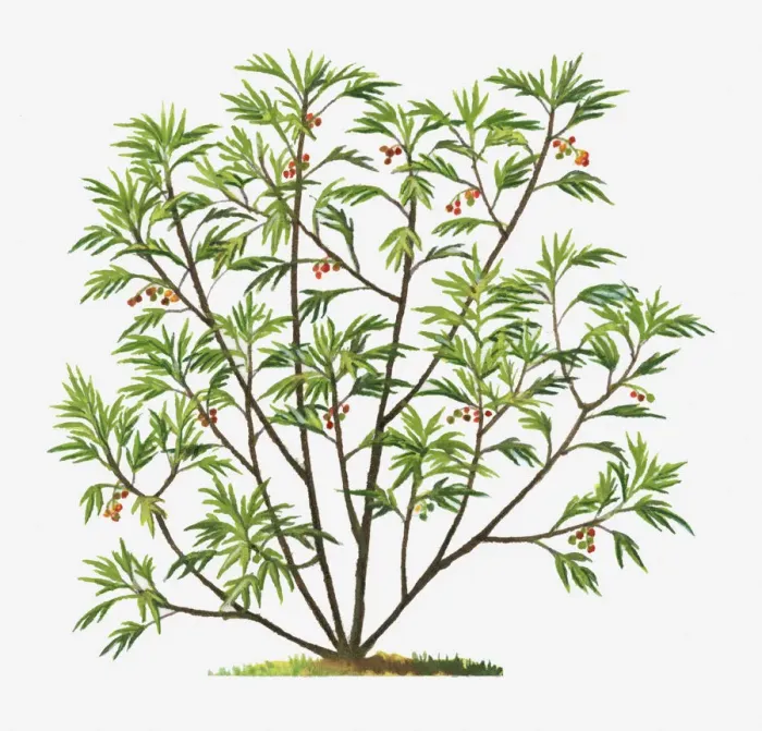 Framed Print : botany, berry, cut out, day, flora, green, herb, kangaroo apple, leaf, no people Framed Print : botany, berry, cut out, day, flora, green, herb, kangaroo apple, leaf, no people