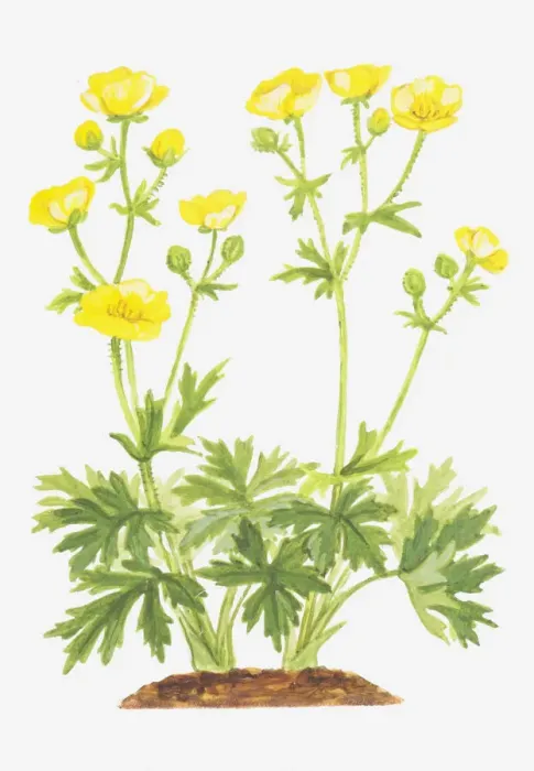 Framed Print : botany, bud, buttercup, cut out, flower, foliage, meadow buttercup, growth, leaf Framed Print : botany, bud, buttercup, cut out, flower, foliage, meadow buttercup, growth, leaf