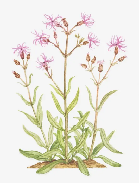 Framed Print : botany, bud, caryophyllaceae, cut out, flower, foliage, growth, leaf, lychnis, lychnis flos-cuculi Framed Print : botany, bud, caryophyllaceae, cut out, flower, foliage, growth, leaf, lychnis, lychnis flos-cuculi