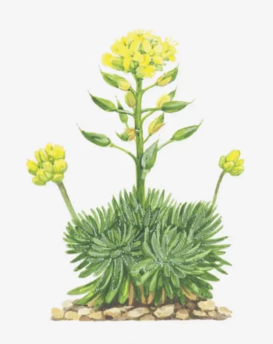Framed Print : botany, bud, cruciferae, cut out, draba, draba aizoides, flower, flower head, growth Framed Print : botany, bud, cruciferae, cut out, draba, draba aizoides, flower, flower head, growth