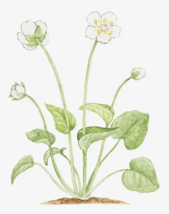 Framed Print : botany, bud, cut out, flower, foliage, grass of parnassus, growth, leaf, no people