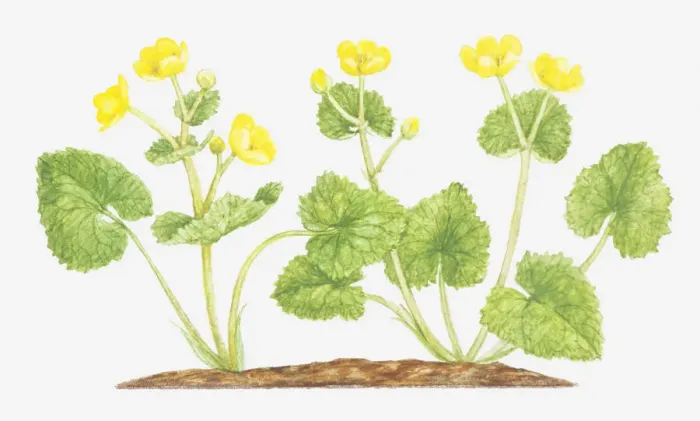 Framed Print : botany, caltha palustris, cut out, flower, foliage, leaf, marigold, marsh marigold Framed Print : botany, caltha palustris, cut out, flower, foliage, leaf, marigold, marsh marigold