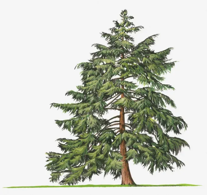 Framed Print : botany, canadian hemlock, conifer, cut out, day, evergreen, flora, green, leaf, no people Framed Print : botany, canadian hemlock, conifer, cut out, day, evergreen, flora, green, leaf, no people
