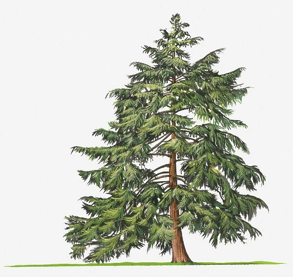 botany, canadian hemlock, conifer, cut out, day, evergreen, flora, green, leaf, no people