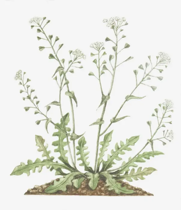 Framed Print : botany, capsella, capsella bursa-pastoris, cruciferae, cut out, flower, foliage, leaf