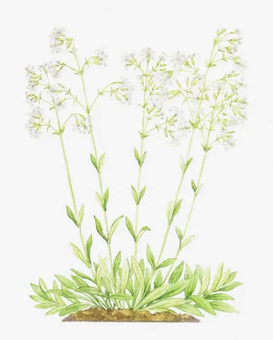 Framed Print : botany, caryophyllaceae, cut out, flower, foliage, growth, leaf, no people, nottingham catchfly Framed Print : botany, caryophyllaceae, cut out, flower, foliage, growth, leaf, no people, nottingham catchfly