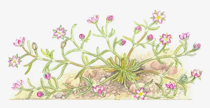 Framed Print : botany, caryophyllaceae, cut out, flower, foliage, leaf, growth, lesser sand-spurberry Framed Print : botany, caryophyllaceae, cut out, flower, foliage, leaf, growth, lesser sand-spurberry