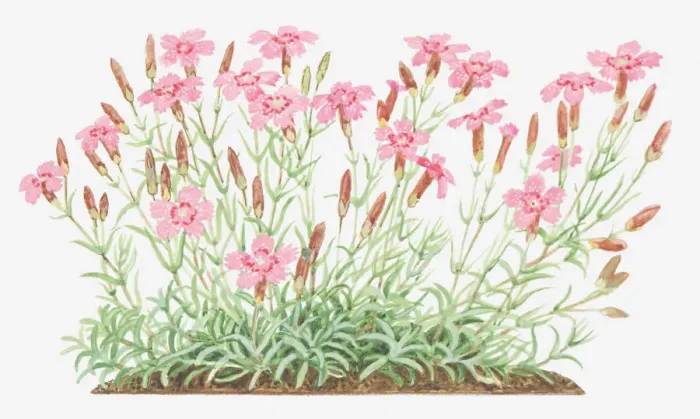 Framed Print : botany, caryophyllaceae, cut out, dianthus, dianthus deltoides, flower, foliage, leaf Framed Print : botany, caryophyllaceae, cut out, dianthus, dianthus deltoides, flower, foliage, leaf
