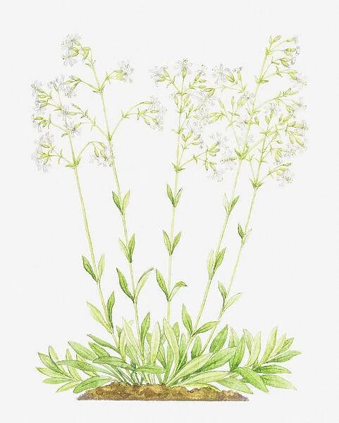botany, caryophyllaceae, cut out, flower, foliage, growth, leaf, no people, nottingham catchfly