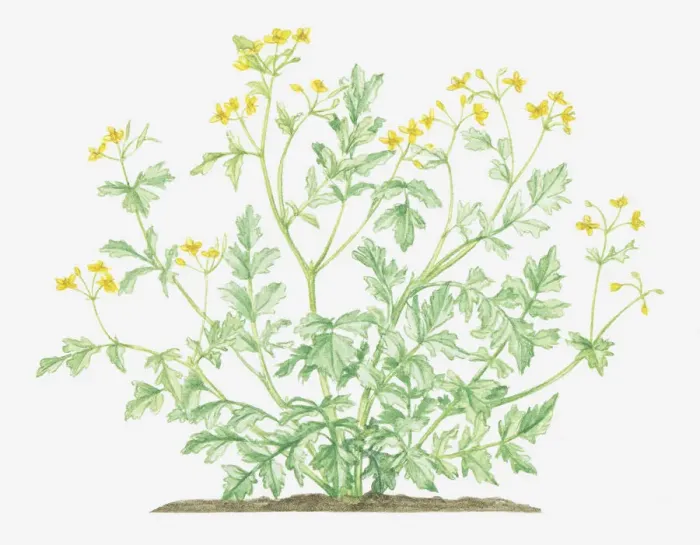 Framed Print : botany, celandine, chelidonium, chelidonium majus, cut out, flower, foliage, greater celandine Framed Print : botany, celandine, chelidonium, chelidonium majus, cut out, flower, foliage, greater celandine