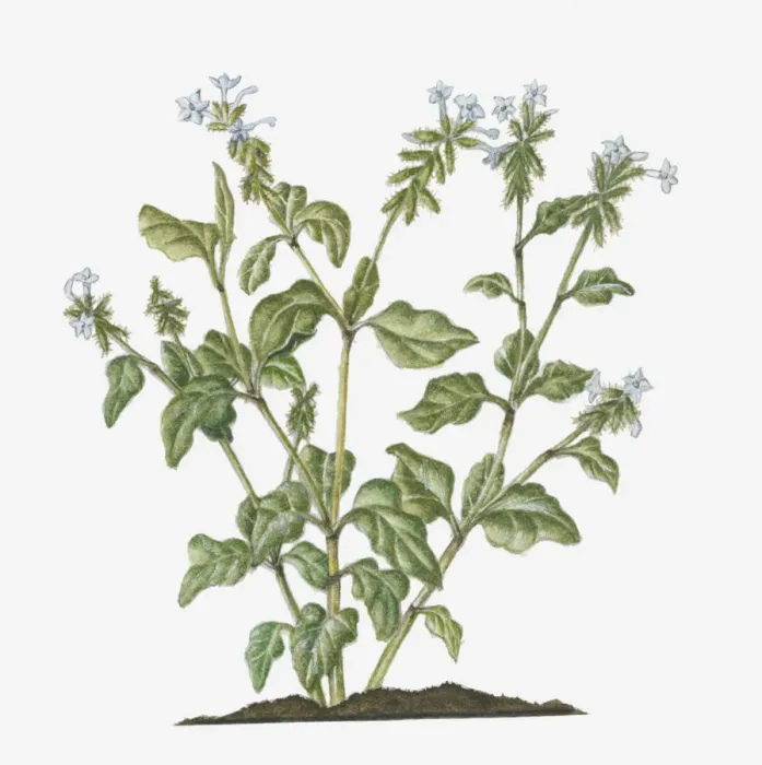 Framed Print : botany, ceylon leadwort, cut out, day, evergreen, flora, flower, green, herb, leaf Framed Print : botany, ceylon leadwort, cut out, day, evergreen, flora, flower, green, herb, leaf