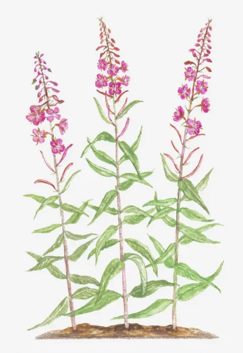 Framed Print : botany, chamerion, chamerion angustifolium, cut out, epilobium, epilobium angustifolium Framed Print : botany, chamerion, chamerion angustifolium, cut out, epilobium, epilobium angustifolium