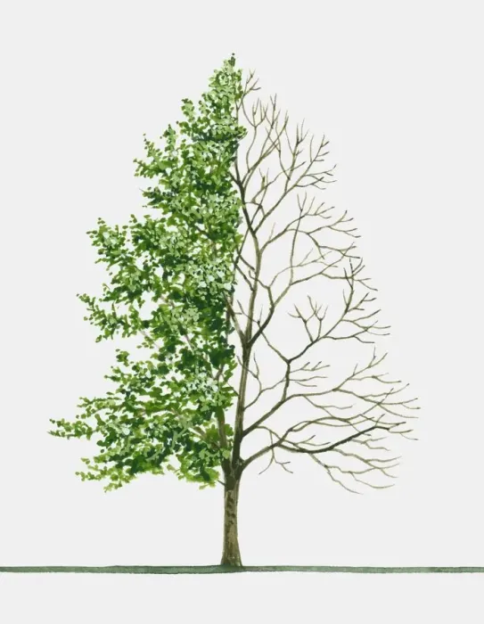 Framed Print : botany, change, contrasts, day, green, growth, illustrative technique, japanese hop hornbeam Framed Print : botany, change, contrasts, day, green, growth, illustrative technique, japanese hop hornbeam