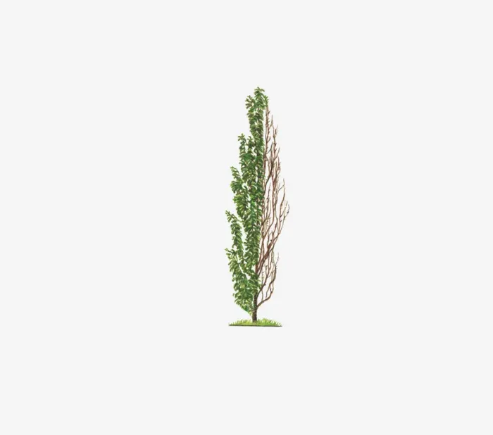 Framed Print : botany, change, cut out, day, flora, horizontal, japanese cherry, no people, outdoors Framed Print : botany, change, cut out, day, flora, horizontal, japanese cherry, no people, outdoors