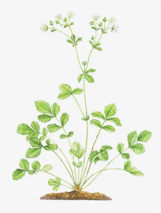 Framed Print : botany, cinquefoil, cut out, flower, foliage, leaf, no people, plant, potentilla rupestris Framed Print : botany, cinquefoil, cut out, flower, foliage, leaf, no people, plant, potentilla rupestris